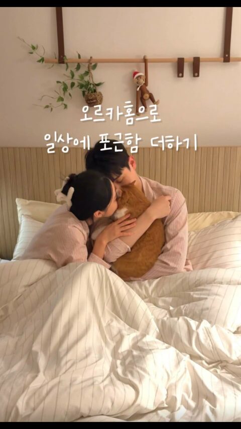 오르카홈 알러지케어의 사진 검색결과 124개 | 라이프스타일 슈퍼앱, 오늘의집